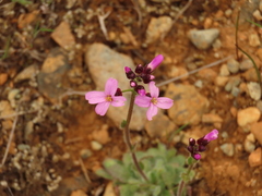 Arabis aculeolata
