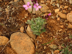Arabis aculeolata