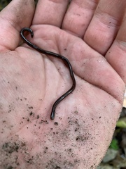 Indotyphlops braminus