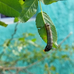 Spodoptera