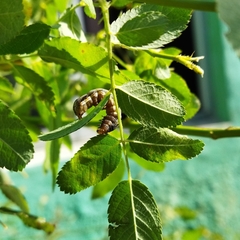 Spodoptera