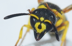 Ancistrocerus longispinosus