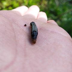 Spodoptera