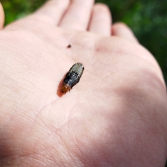 Spodoptera