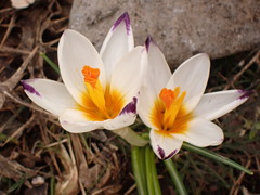Crocus sieberi