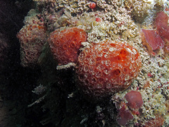 Phorbas fictitius