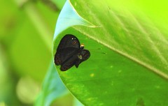 Eurybia molochina