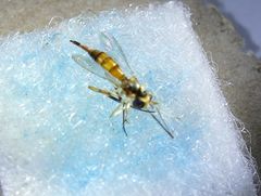 Stylogaster biannulata