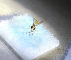 Stylogaster biannulata