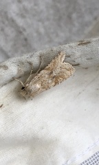 Lithophane bethunei