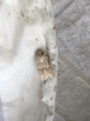 Lithophane bethunei