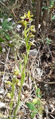 Ophrys sphegodes