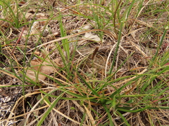 Carex serpenticola