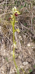 Ophrys sphegodes
