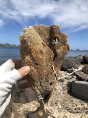 Callyspongia plicifera