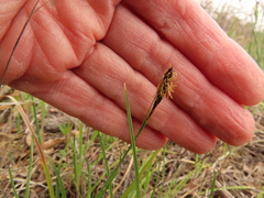 Carex serpenticola