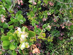 Arctostaphylos tomentosa