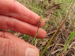 Carex serpenticola