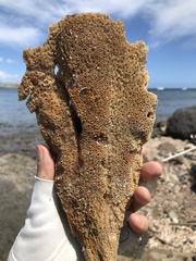 Callyspongia plicifera