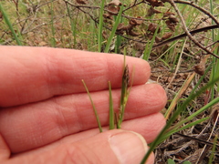 Carex serpenticola