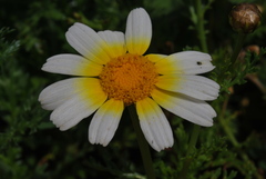 Glebionis coronaria discolor