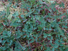 Trifolium willdenovii