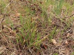 Carex serpenticola