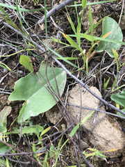 Arisarum simorrhinum