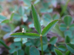 Trifolium willdenovii