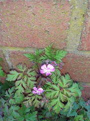 Geranium robertianum