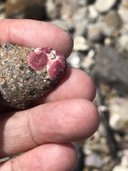 Homotrema rubrum