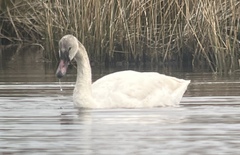Cygnus buccinator × columbianus