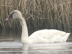 Cygnus buccinator × columbianus