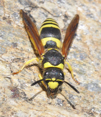 Ancistrocerus oviventris