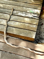 Philodryas nattereri