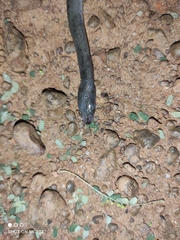 Boaedon fuliginosus