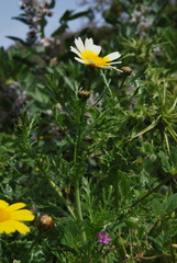 Glebionis coronaria discolor