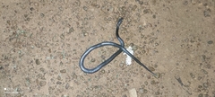 Boaedon fuliginosus