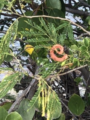 Pithecellobium unguis-cati