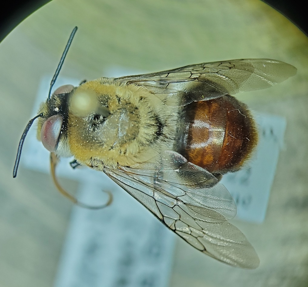 Centris fulviventris