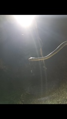 Chironius carinatus