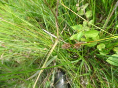 Carex lepidocarpa
