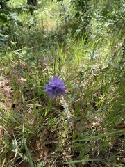 Dichelostemma congestum