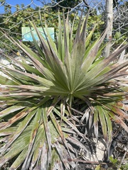 Acoelorraphe wrightii