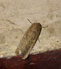 Spodoptera exigua