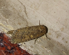 Spodoptera exigua