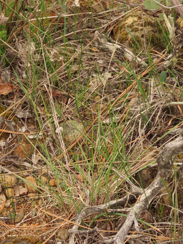 Big Squirreltail foliage