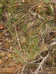 Elymus multisetus