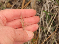 Elymus multisetus