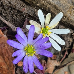 Anemonoides caucasica